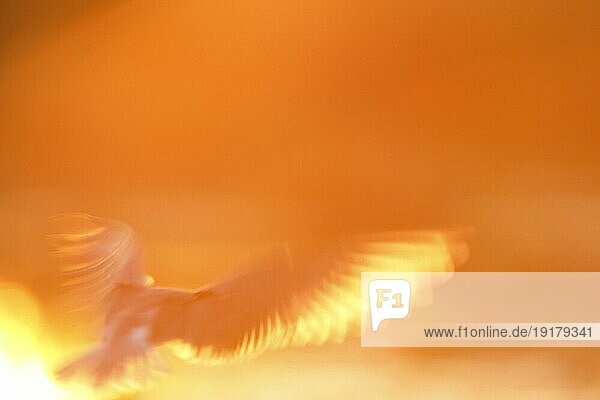 Trauerseeschwalbe (Chlidonias niger)  Altvogel im Flug  Altvogel im Gegenlicht  Naturpark Flusslandschaft Peenetal  Mecklenburg-Vorpommern  Deutschland  Europa