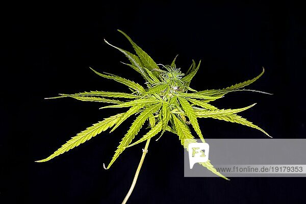 Eine Hanfpflanze (Cannabis sativa) kurz vor der Blüte  Studioaufnahme mit schwarzem Hintergrund