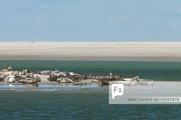 Robben beim Ausruhen und Sonnenbaden auf einer Sandbank  Texel  die Niederlande