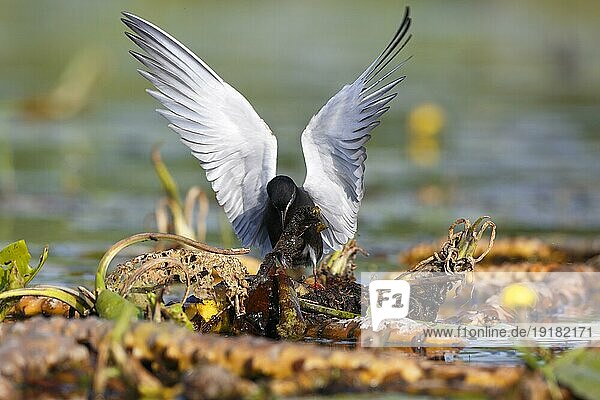 Trauerseeschwalbe (Chlidonias niger)  Altvogel beim Nestbau  Altvogel trägt Nistmaterial ein  Naturpark Flusslandschaft Peenetal  Mecklenburg-Vorpommern  Deutschland  Europa