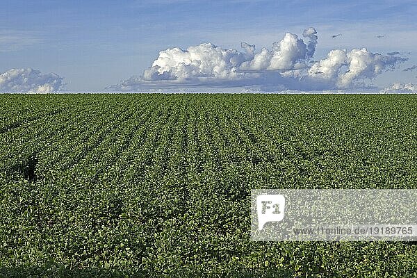 Sojabohnenfeld für die Produktion von Sojabohnen  Sojabohnen im ländlichen Alto Paraná  Paraguay  Südamerika