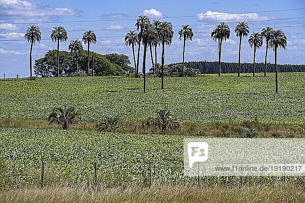 Sojabohnen (Glycine max)  Sojafelder und Palmen bei Paysandu  West Uruguay
