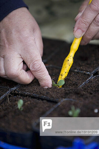 Close up of woman hands planting seedlings