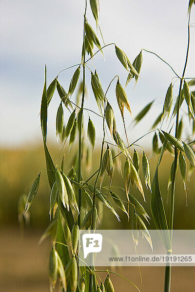 Wild oat in a field