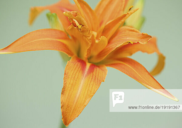 Close up of an orange daylily