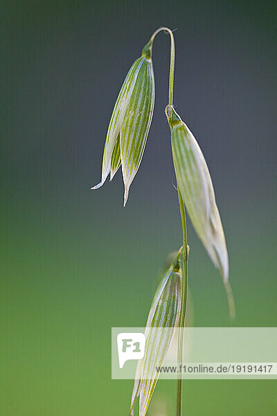 Close up of wild oat