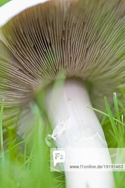 Extreme close up of a mushroom