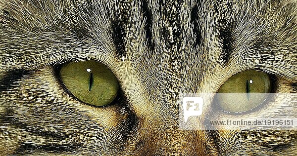 Braun gestromte Hauskatze  Porträt einer Muschi auf weißem Hintergrund  Nahaufnahme der Augen