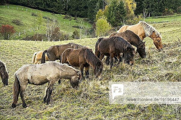 Eine Herde von Islandpferden auf einer Weide  alle grasen. Verschiedene Farben  Braune  Falben  Fuchs mit hellem Langhaar. Herbstliche Landschaft