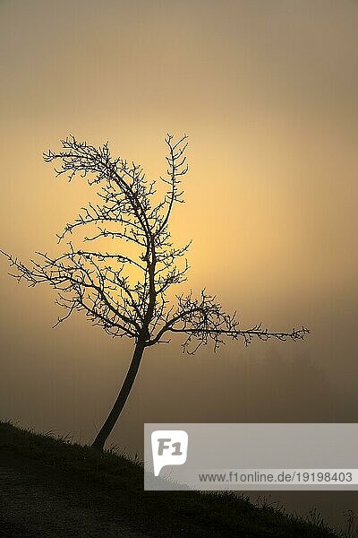 Ein einzeln stehender kahler Baum im Herbst. Es ist neblig  die aufgehende Sonne scheint durch den Nebel. Im Hintergrund sind schwach andere Bäume erkennbar. Allgäu  Deutschland  Europa