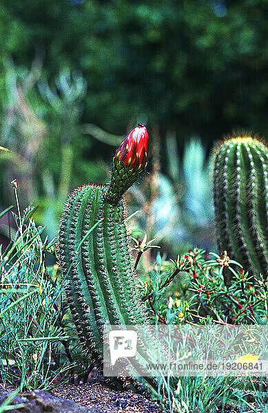 Botanik  Kakteen  Kaktus  Cactaceae  cactus 
mit Blüte in Gartenanlage  Palmengarten 
Frankfurt am Main  Hessen  Deutschland  Scanbild