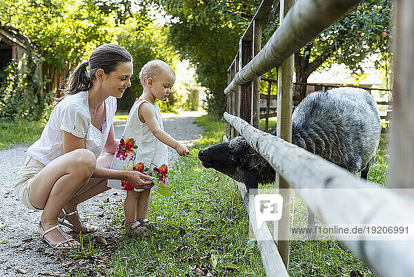 Mother and little daughter feeding a sheep behind fence