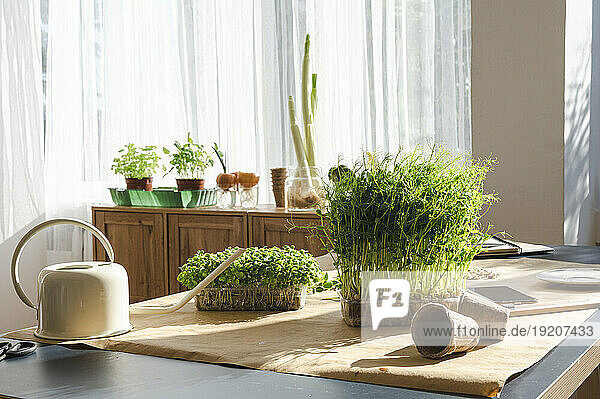 Fresh microgreens with watering can on table at home