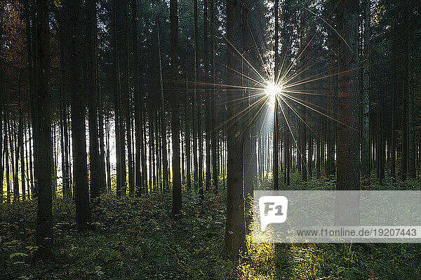 Sun shining through branches of forest trees