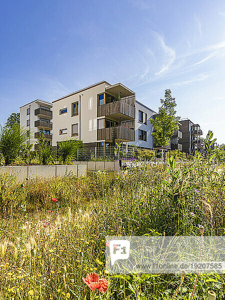 Germany  Baden-Wurttemberg  Ludwigsburg  Flowers blooming in front of modern suburban apartments
