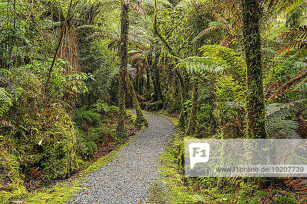 New Zealand  South Island New Zealand  Footpath stretching through green lush rainforest