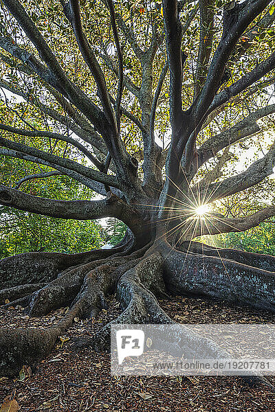 New Zealand  North Island New Zealand  Auckland  Moreton Bay Fig (Ficus Macrophylla) in Auckland Domain
