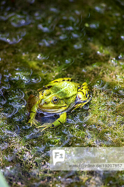 Portrait of green frog sitting in pond