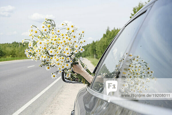 Hand of boy holding bunch of chamomile flowers out of car window