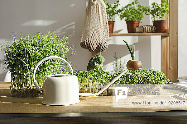 White watering can and containers of microgreens on table
