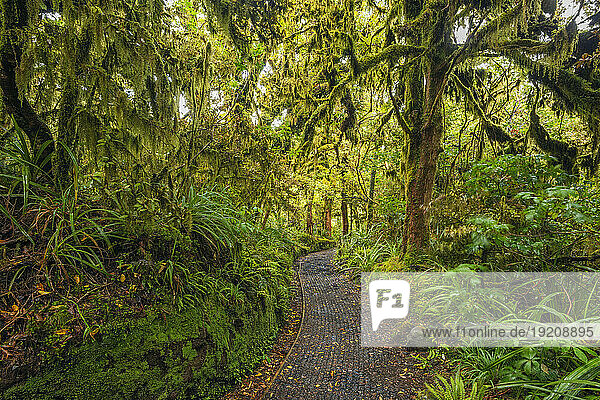New Zealand  North Island New Zealand  Footpath through lush rainforest in Egmont National Park