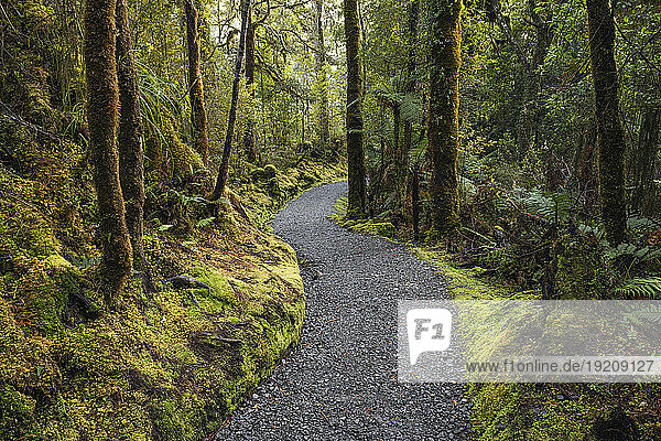 New Zealand  South Island New Zealand  Lake Matheson footpath stretching through rainforest