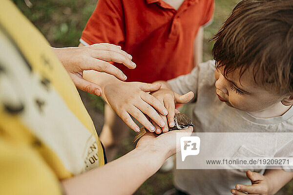 Children touching sparrow in garden