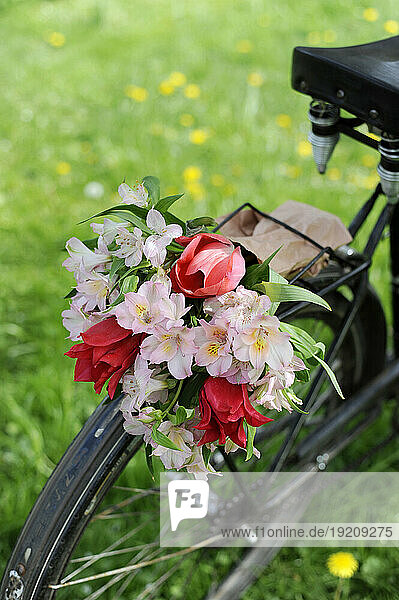 Bouquet of blooming Alstroemeria flowers on bicycle