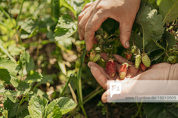 Hands of farmer examining strawberries on farm at sunny day