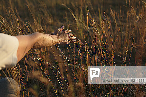 Hand touching plant at sunset