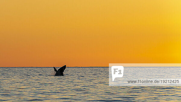 Mexico  Baja California  Tail fin of breaching humpback whale (Megaptera Novaeangliae)
