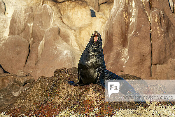 Mexico  Baja California  California sea lion (Zalophus californianus) on rocky shore