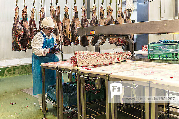 Butcher working by meat hanging in cold storage slaughterhouse