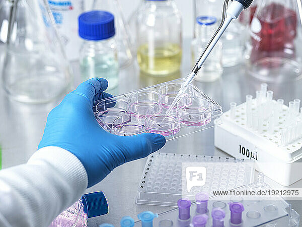 Leitender Wissenschaftler hält Pipette in der Hand und experimentiert mit Stammzellen im Labor