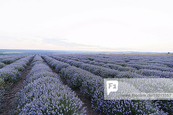 Lavender flowers in field under sky