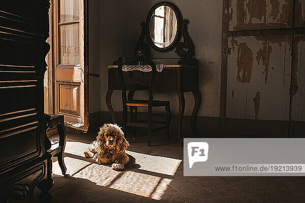 Cocker spaniel dog sitting in sunlight at home