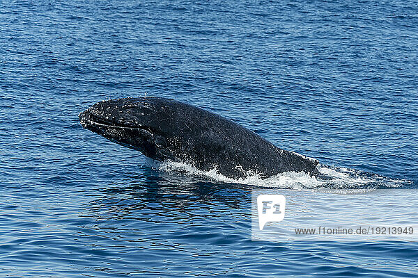 Mexico  Baja California  View of breaching humpback whale (Megaptera Novaeangliae)