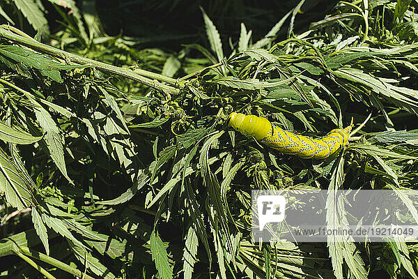 Cannabis plants with caterpillar on sunny day