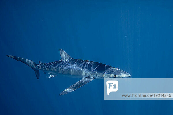 Mexico  Baja California  Underwater view of blue shark (Prionace glauca)