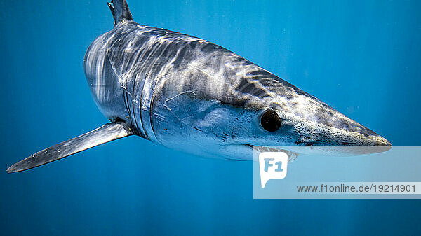 Mexico  Baja California  Underwater view of shortfin mako shark (Isurus oxyrinchus)