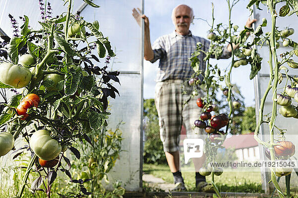 Senior man growing tomatoes in greenhouse