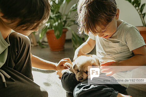 Brothers playing with mixed breed puppy at home