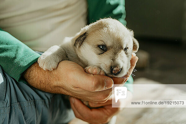 Man holding cute mixed breed puppy in hands at home