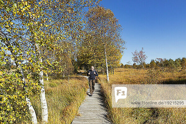 Belgium  Liege Province  Senior hiker following boardwalk in High Fens - Eifel Nature Park