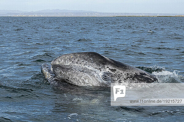 Mexico  Baja California  Head of gray whale (Eschrichtius robustus) breaching in San Ignacio Lagoon