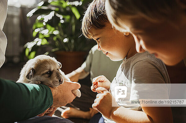 Cute boy looking at mixed breed puppy