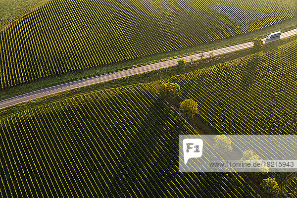 Germany,  Baden-Wurttemberg,  Aerial view of country road stretching between vineyards