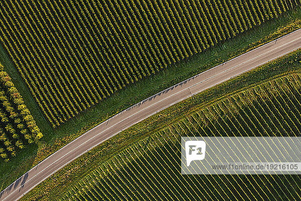 Germany  Baden-Wurttemberg  Aerial view of empty road stretching between vineyards