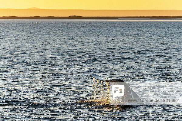 Mexico  Baja California  Tail fin of gray whale (Eschrichtius robustus) breaching in San Ignacio Lagoon
