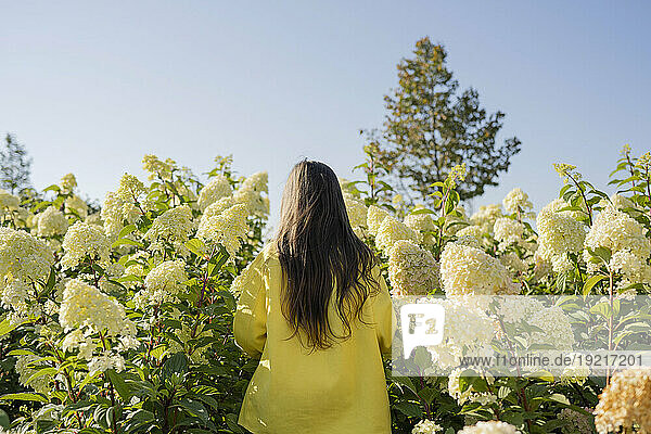 Girl standing amidst hydrangea flowers on sunny day
